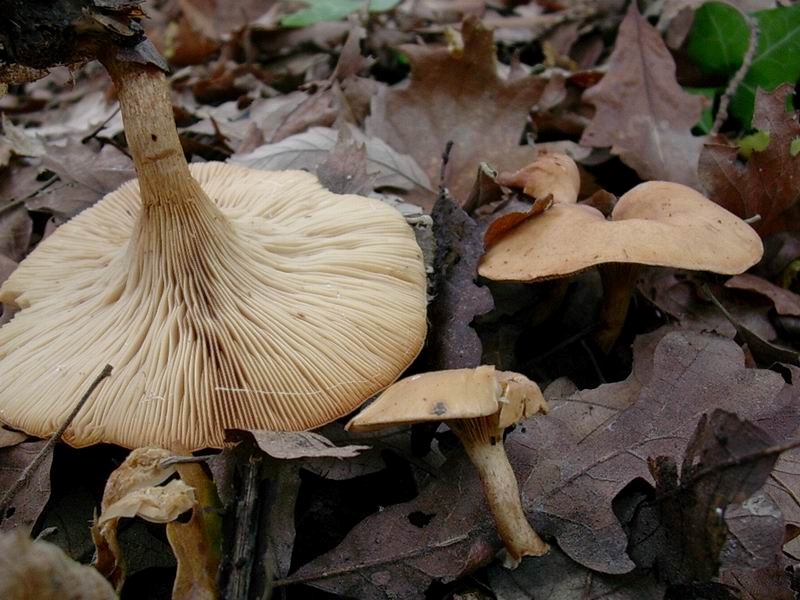 1812 Novembre vecchio ritrovamento